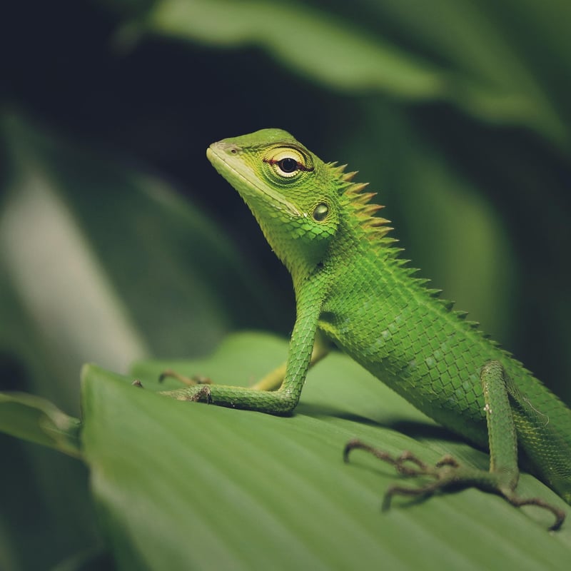 Dragon Image