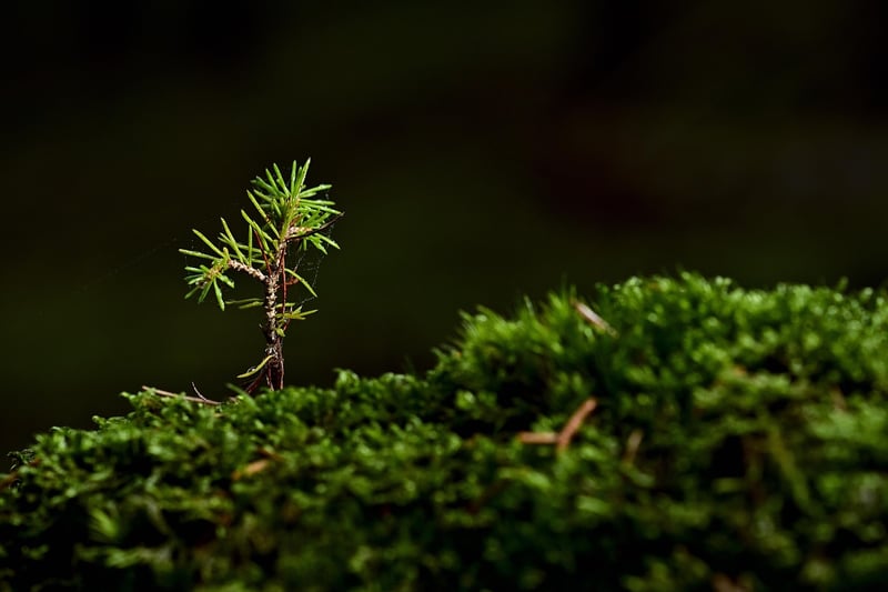 Enchanted Forest Seeds